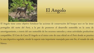 El Angolo tiene como objetivo fortalecer las acciones de conservación del bosque seco en las áreas
protegidas del norte del Perú, a la par de promover el desarrollo sostenible en la zona de
amortiguamiento, a través del uso sostenible de los recursos naturales y otras actividades productivas
compatibles. El Coto de Caza El Angolo es el único coto de caza oficial en el Perú donde se practica
la caza deportiva regulada, siendo la especie más importante manejada para este fin, el venado de cola
blanca.
El Angolo
 