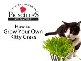 How To Grow Your Own Kitty Grass
kittygrass.com
 