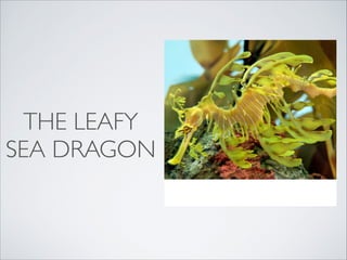 THE LEAFY
SEA DRAGON
 