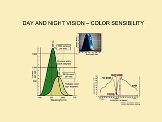 DAY AND NIGHT VISION – COLOR SENSIBILITY
 
