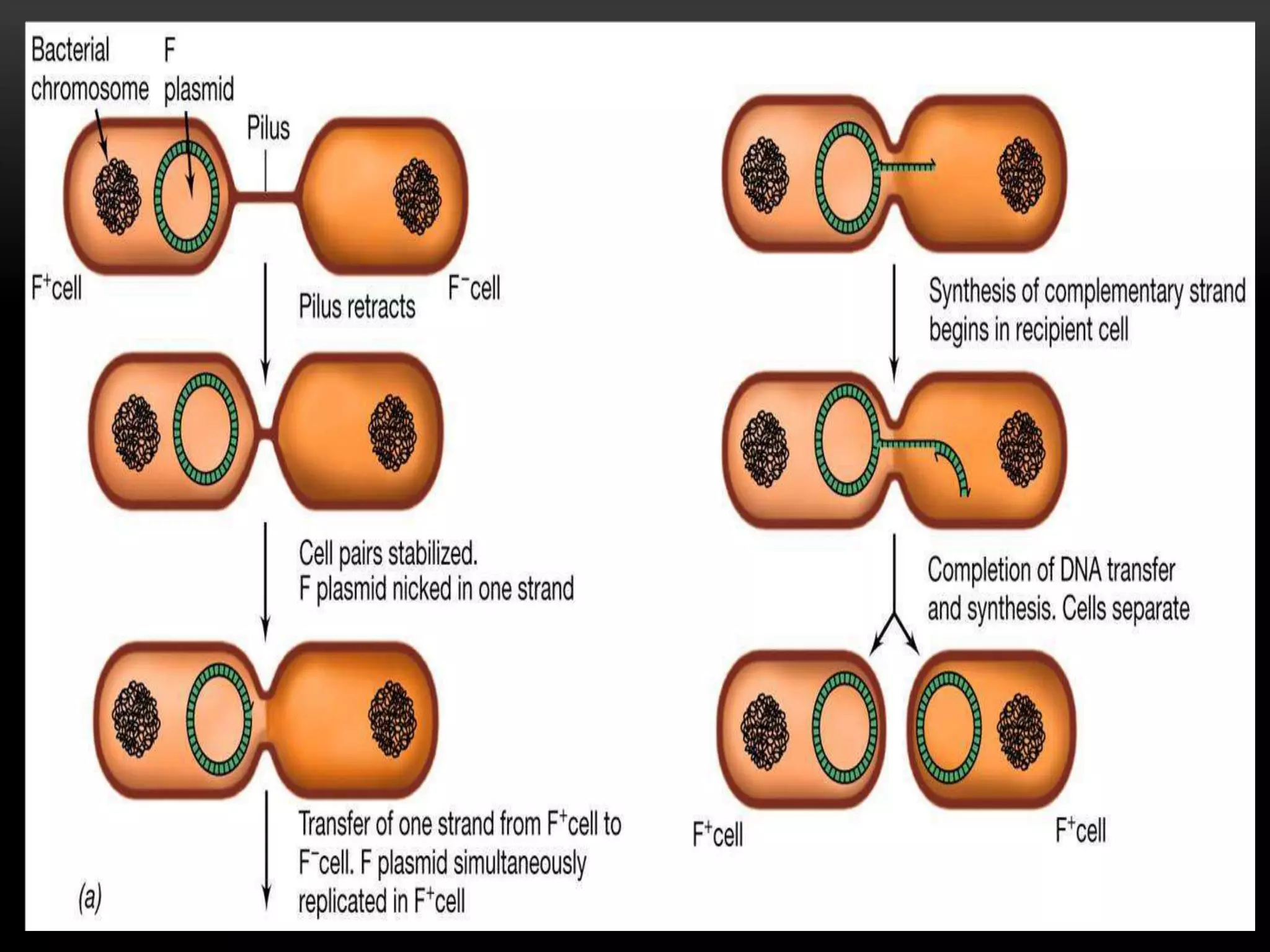 mechanism of gene transfer prokaryotes | PPTX
