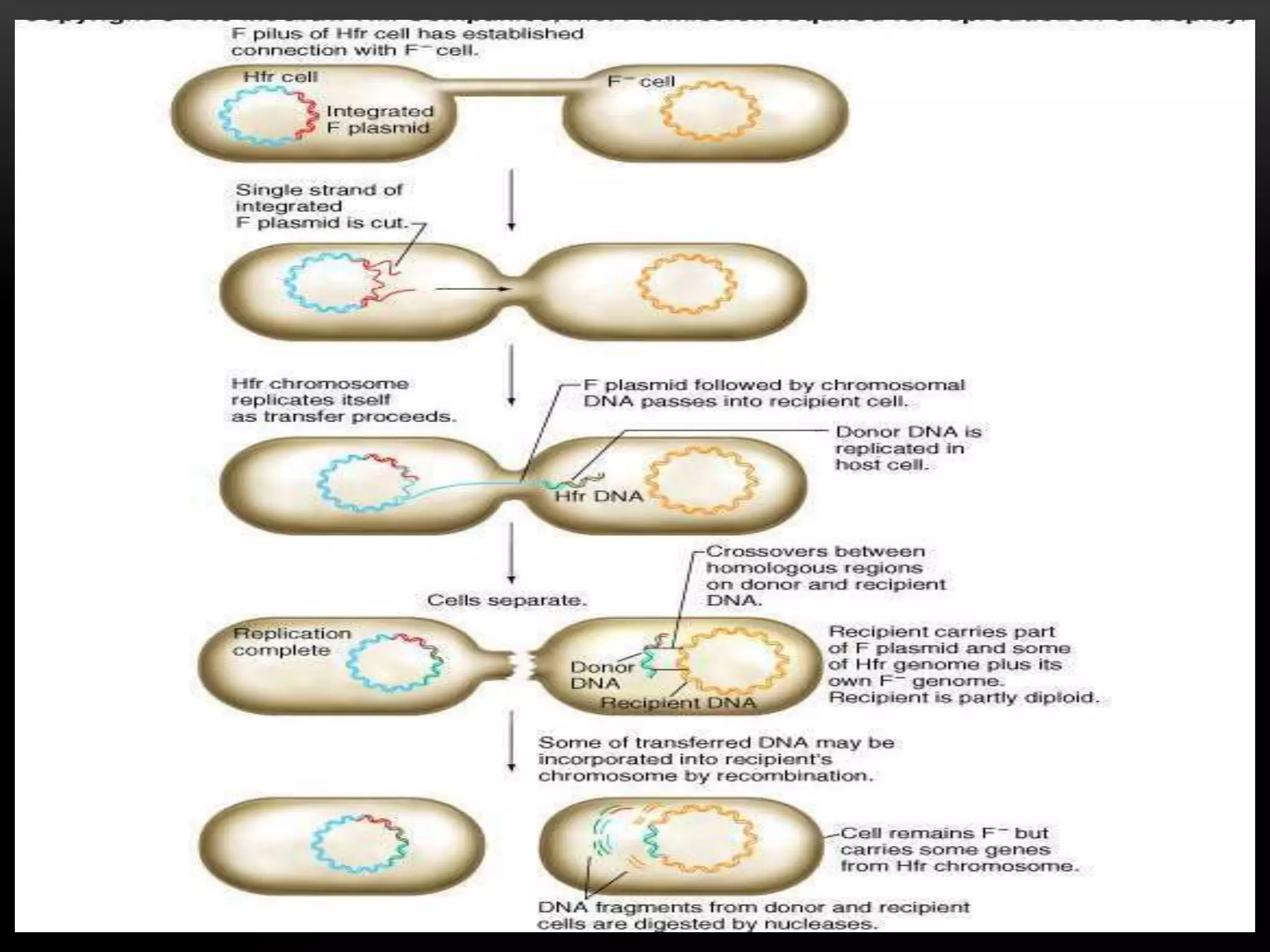 mechanism of gene transfer prokaryotes | PPTX