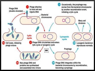 mechanism of gene transfer prokaryotes | PPTX