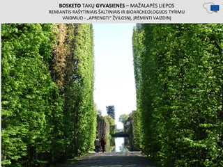 BOSKETO TAKŲ GYVASIENĖS – MAŽALAPĖS LIEPOS
REMIANTIS RAŠYTINIAIS ŠALTINIAIS IR BIOARCHEOLOGIJOS TYRIMU
VAIDMUO - „APRENGTI“ ŽVILGSNĮ, ĮRĖMINTI VAIZDINĮ
 