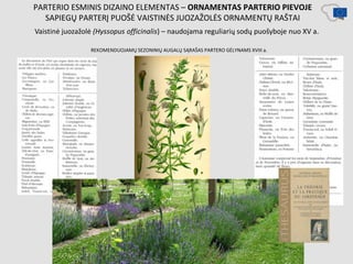 PARTERIO ESMINIS DIZAINO ELEMENTAS – ORNAMENTAS PARTERIO PIEVOJE
SAPIEGŲ PARTERĮ PUOŠĖ VAISTINĖS JUOZAŽOLĖS ORNAMENTŲ RAŠTAI
Vaistinė juozažolė (Hyssopus officinalis) – naudojama reguliarių sodų puošyboje nuo XV a.
REKOMENDUOJAMŲ SEZONINIŲ AUGALŲ SĄRAŠAS PARTERO GĖLYNAMS XVIII a.
 