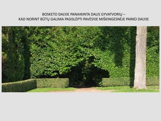 BOSKETO DALYJE PANAIKINTA DALIS GYVATVORIŲ –
KAD NORINT BŪTŲ GALIMA PASISLĖPTI PAVĖSYJE MIŠKINGESNĖJE PARKO DALYJE
 