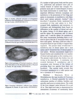 Pristolepis malabarica, ..redesciption