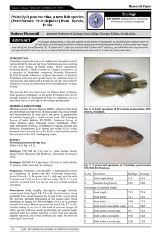 552 IJSR - INTERNATIONAL JOURNAL OF SCIENTIFIC RESEARCH
Volume : 3 | Issue : 5 | May 2014 • ISSN No 2277 - 8179
Research Paper
Zoology
Mathews Plamoottil Assistant Professor in Zoology, Govt. College, Chavara, Kollam, Kerala, India
ABSTRACT Pristolepis pentacantha, a new fish species of the family Pristolepidae, is described from Kabani River of
Kerala, India. It is distinguished from its relative species by the following combination of characters: eyes larger
and closely set, dorsal fin with 15- 16 spines and 11 soft rays; anal fin with 5 spines and 7 soft rays; pre orbital without any serration;
pre opercle with 5-6 serrae; posterior end of lateral line bends downwards and ends 2- 3 scales in front caudal base.
Pristolepis pentacantha, a new fish species
(Perciformes: Pristolepidae) from Kerala,
India
KEYWORDS : Kabani River, Taxonomy,
New fish, Pristolepis marginata
INTRODUCTION
Pristolepis marginata Jerdon, P. malabarica (Guenther) and P.
rubripinnisBritzetal.arethethreePristolepisspeciesoccurring
in the water bodies of Kerala, India. Many taxonomists
including Jerdon (1865) considered Catopra malabarica as
a synonym of Pristolepis marginata. Recently Plamoottil,
M (2013) could rediscover original specimens of Jerdon’s
Pristolepis with four anal spines based on collection from its
type locality and Plamoottil & Abraham (2013) redescribed P.
malabarica based on collections from Mundakkayam, its type
locality.
The present fish described from the Kabani River of Kerala,
India possesses characters of the genus Pristolepis but carries
enough features to distinguish it from its congeners. So it is
described here as a new species Pristolepis pentacantha
MATERIALS AND METHODS
Methods used are those of Jayaram (2002); subunits of the head
are presented as proportions of head length (HL); head length
and measurements of body parts are given as proportions
of standard length (SL). Abbreviations used: ZSI- Zoological
Survey of India, Kolkata; ZSI/WGRC- Zoological Survey of
India, Western Ghats Regional Centre, Kozhikode; UOK/
AQB- University of Kerala, Department of Aquatic Biology and
Fisheries, Kariavattom; LLS- lateral line scales; LL/D- scales
between lateral line and dorsal fin; LL/V- scales between lateral
line and ventral fin; OLS- overlapping scales.
RESULTS
Pristolepis pentacantha sp. nov.,
(Table 1 & 2; Fig. 1 & 2)
Holotype: STC/DOZ 82, 94.5 mm SL, India: Kerala, Bavali,
Kabani River, Wayanad, coll. Mathews Plamoottil, 10 January
2012.
Paratype: STC/DOZ 83, 1 specimen, 70.0 mm SL India: Kerala,
11 January 2012, same data as holotype.
Diagnosis. Pristolepis pentacantha is distinguished from
its congeners in possessing the following characters:
dorsal fin with 15- 16 spines and 11 soft rays, anal fin with
5 spines and 7 soft rays; lateral line scales 22/7+ 2- 3; pre
opercle serrated with 5-6 serrae and pre orbital without
serration.
Description. Body roughly rectangular, strongly laterally
compressed; body depth 2.4- 2.5 in SL, dorsal contour rising
gradually from snout towards the dorsal front; convex along
the dorsum, abruptly attenuated at the caudal base. Head
moderate, its length 2.8- 3.0 and depth 2.9-3.2 in SL, pointed
towards the snout; Mouth upturned, its width 3.4- 3.7 in HL,
maxilla ending at vertical at the level of anterior margin of
orbit; opercle with two spines posteriorly; pre opercle angle
serrated with 5-6 serrae; junction of inter and sub opercle
slightly serrated; pre orbital without any teeth. Pectoral fin
reaching 9th
scale row
Fig. 2. A fresh specimen of Pristolepis pentacantha, STC/
DOZ 82, Holotype.
Fig. 2. A preserved specimen of Pristolepis pentacantha,
STC/DOZ 83, Paratype.
SL. No Characters Holotype Paratype
1 Total length (mm) 117 87.8
2 Standard length (mm) 94.5 70.0
Percentage of Standard length
3 Head length 33.3 35.4
4 Head depth 31.7 34.6
5 Head width 19.0 17.4
6 Body depth at dorsal fin origin 41.3 40.0
7 Body depth at anal origin 40.7 40.6
8 Body width at dorsal fin 19.0 18.8
9 Body width at anal origin 13.8 12.8
 