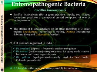 Entomopathogenic Bacteria
Bacillus thuringiensis
 Bacillus thuringiensis (Bt), a gram-positive, motile, rod shaped
bacterium produces a parasporal crystal composed of one or
more proteins
 The strains of Bt characterized so far affect members of 3 insect
orders: Lepidoptera (butterflies & moths), Diptera (mosquitoes
& biting flies) and Coleoptera (beetles)
 3 Bt products registered in India
 B.t. kurstaki is the most commonly used Bt formulation
IndianAgriculturalResearchInstitute,NewDelhi
 B.t. israelensis (diptera)—frequently used for mosquitoes
 B.t. kurstaki (lepidoptera)—frequently used for gypsy moth, spruce
budworm, and many vegetable pests
 B.t. galleriae (lepidoptera)—frequently used for leaf beetle,
Colorado potato beetle
 