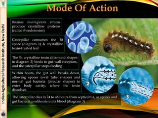 Bacillus thuringiensis strains
produce crystalline proteins
(called δ-endotoxins)
Caterpillar consumes the Bt
spore (diagram 1) & crystalline
toxin-treated leaf
The Bt crystalline toxin (diamond shapes
in diagram 2) binds to gut wall receptors,
and the caterpillar stops feeding
Within hours, the gut wall breaks down,
allowing spores (oval tube shapes) and
normal gut bacteria (circular shapes) to
enter body cavity, where the toxin
dissolves
The caterpillar dies in 24 to 48 hours from septicemia, as spores and
gut bacteria proliferate in its blood (diagram 3)
Mode Of Action
IndianAgriculturalResearchInstitute,NewDelhi
 