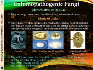 Entomopathogenic Fungi
Metarhizium anisopliae
 They cause green muscardine disease in various insect pests
Mode of action
 Fungi have virulent spores adsorbed to the carrier/neutral material
that remain either dormant or active on the carrier particles and start
multiplying when congenial environmental conditions are met with
 The soil borne insect like termites come in contact with the fungus
and the mycelia of fungus starts growing on the body of termites
and starts feeding on the body fluid of insects and results in disease
and death of the insect pest
IndianAgriculturalResearchInstitute,NewDelhi
Conidia Different cultures of M. anisopliae Cockroach killed by
M. anisopliae
 
