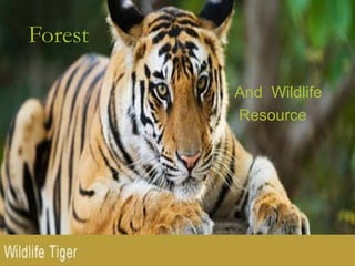 Forest
And Wildlife
Resource
 