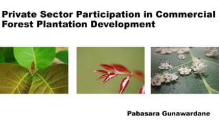 Private Sector Participation in Commercial
Forest Plantation Development
Pabasara Gunawardane
 
