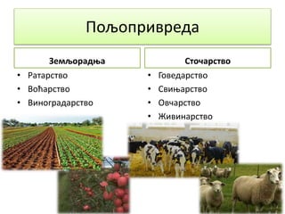 Пољопривреда
Земљорадња
• Ратарство
• Воћарство
• Виноградарство
Сточарство
• Говедарство
• Свињарство
• Овчарство
• Живинарство
 