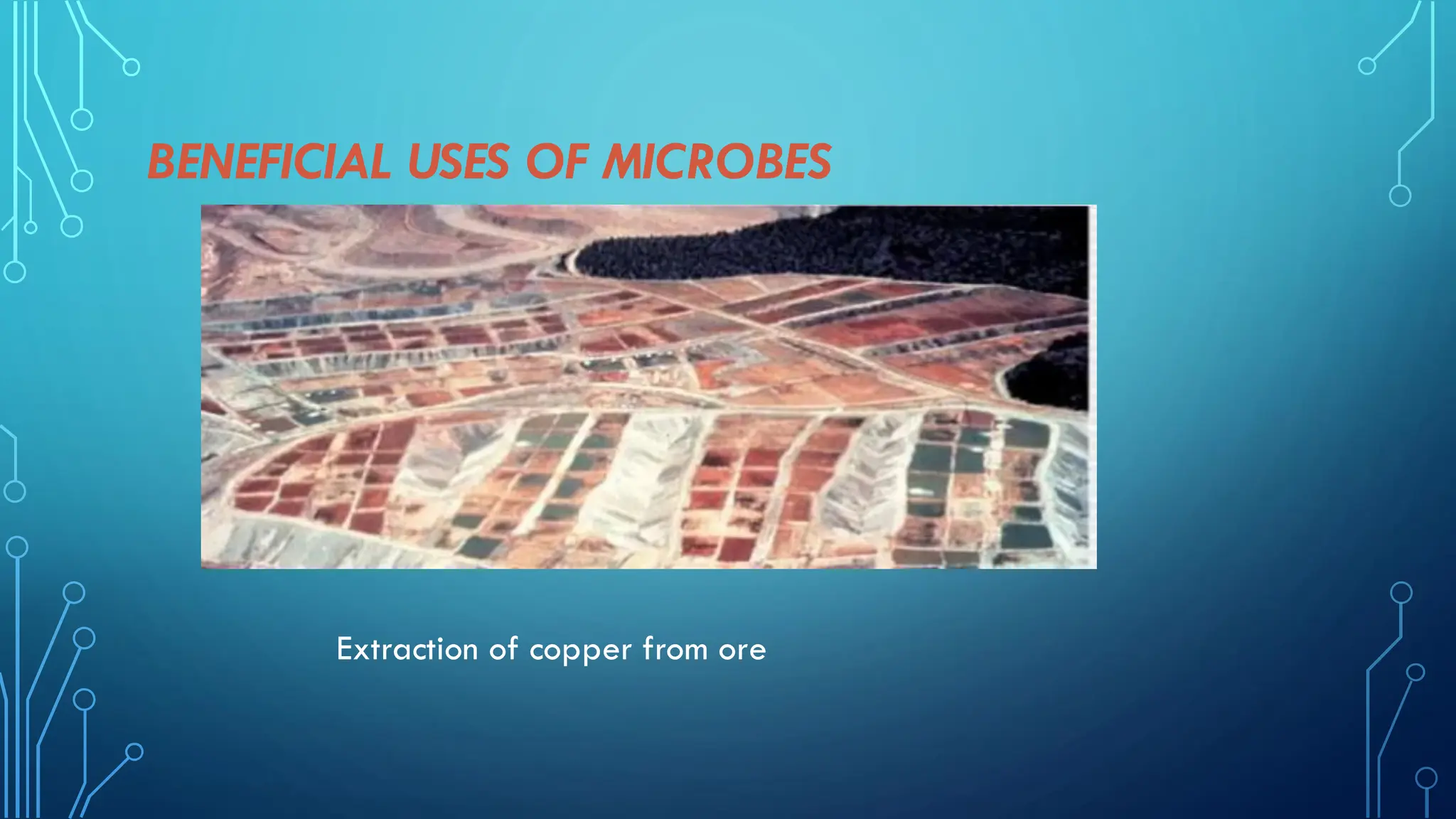 BENEFICIAL USES OF MICROBES
Extraction of copper from ore
 