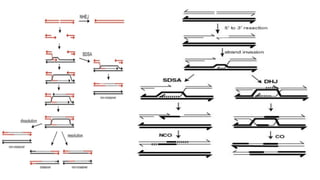 Priya Bharala.pptx (concept of recombination) | PPTX