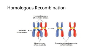 Priya Bharala.pptx (concept of recombination) | PPTX
