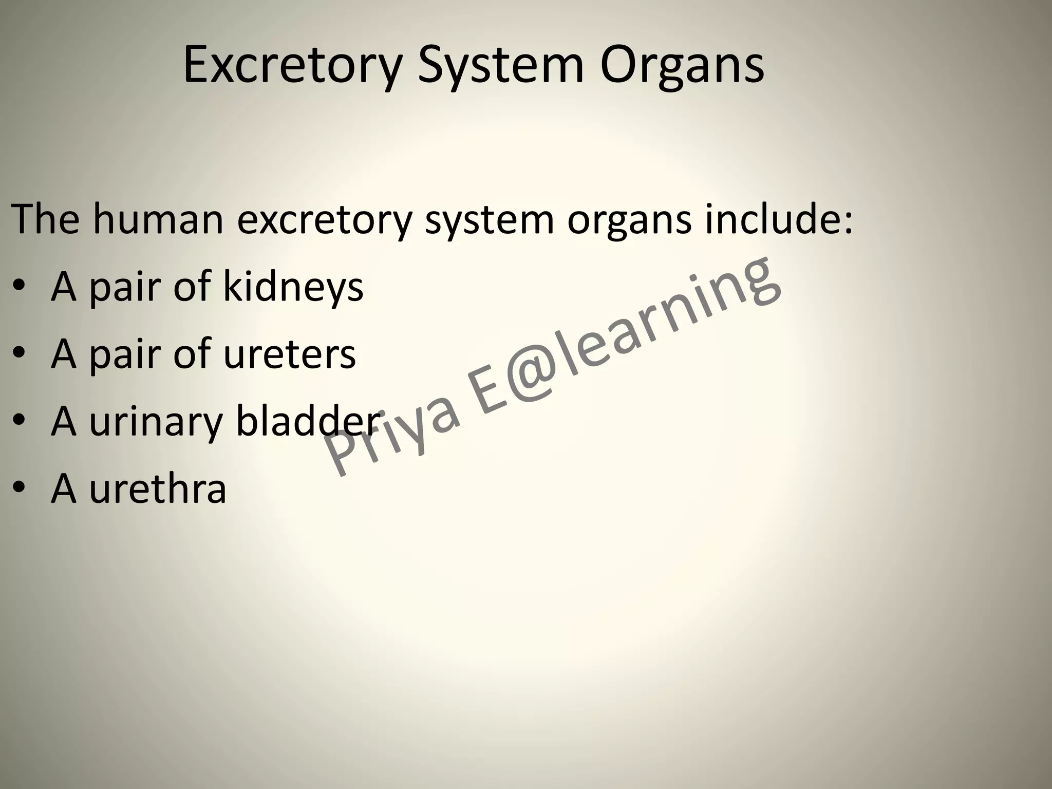 Excretory System Organs
The human excretory system organs include:
• A pair of kidneys
• A pair of ureters
• A urinary bladder
• A urethra
 