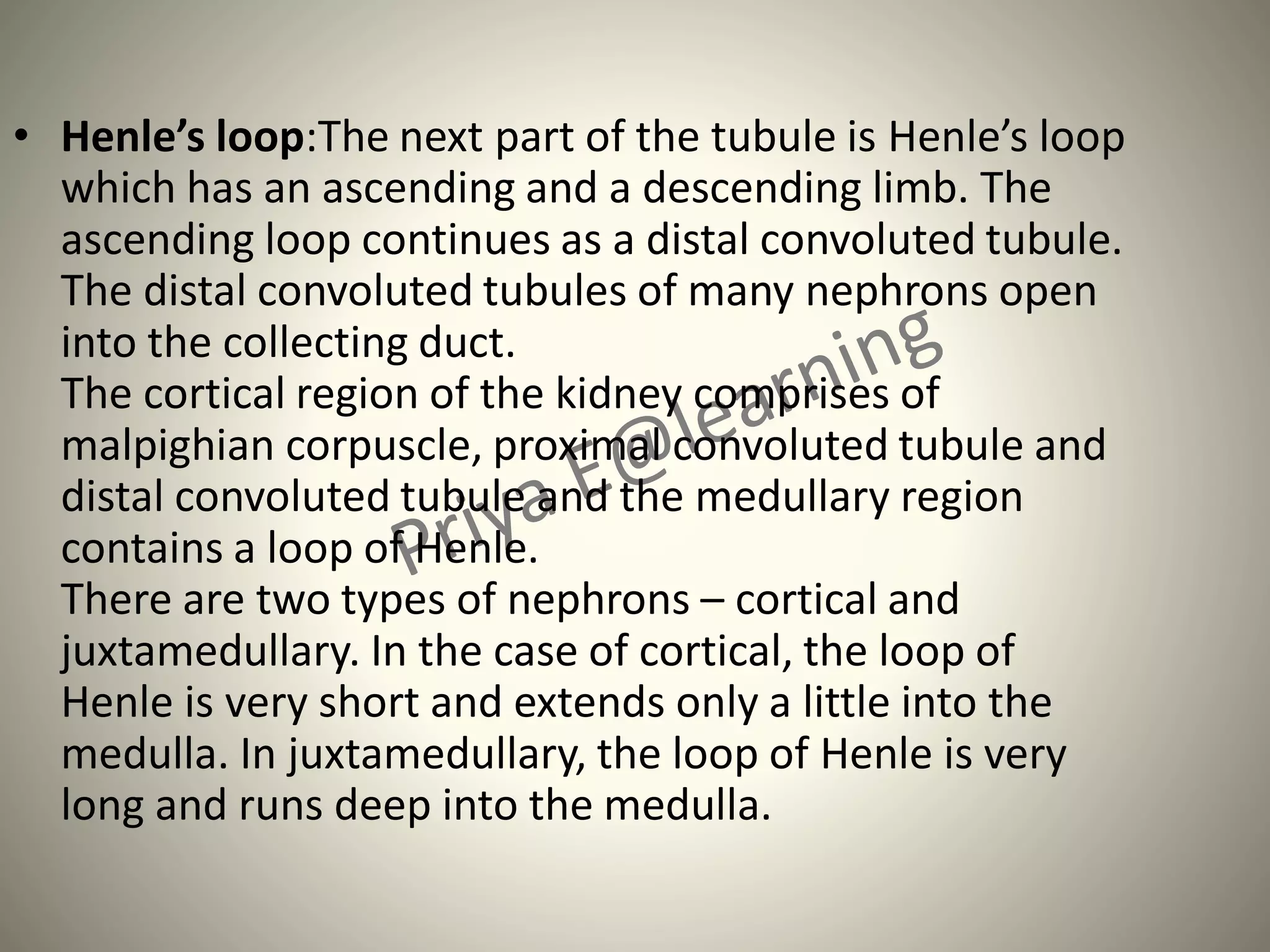 • Henle’s loop:The next part of the tubule is Henle’s loop
which has an ascending and a descending limb. The
ascending loop continues as a distal convoluted tubule.
The distal convoluted tubules of many nephrons open
into the collecting duct.
The cortical region of the kidney comprises of
malpighian corpuscle, proximal convoluted tubule and
distal convoluted tubule and the medullary region
contains a loop of Henle.
There are two types of nephrons – cortical and
juxtamedullary. In the case of cortical, the loop of
Henle is very short and extends only a little into the
medulla. In juxtamedullary, the loop of Henle is very
long and runs deep into the medulla.
 