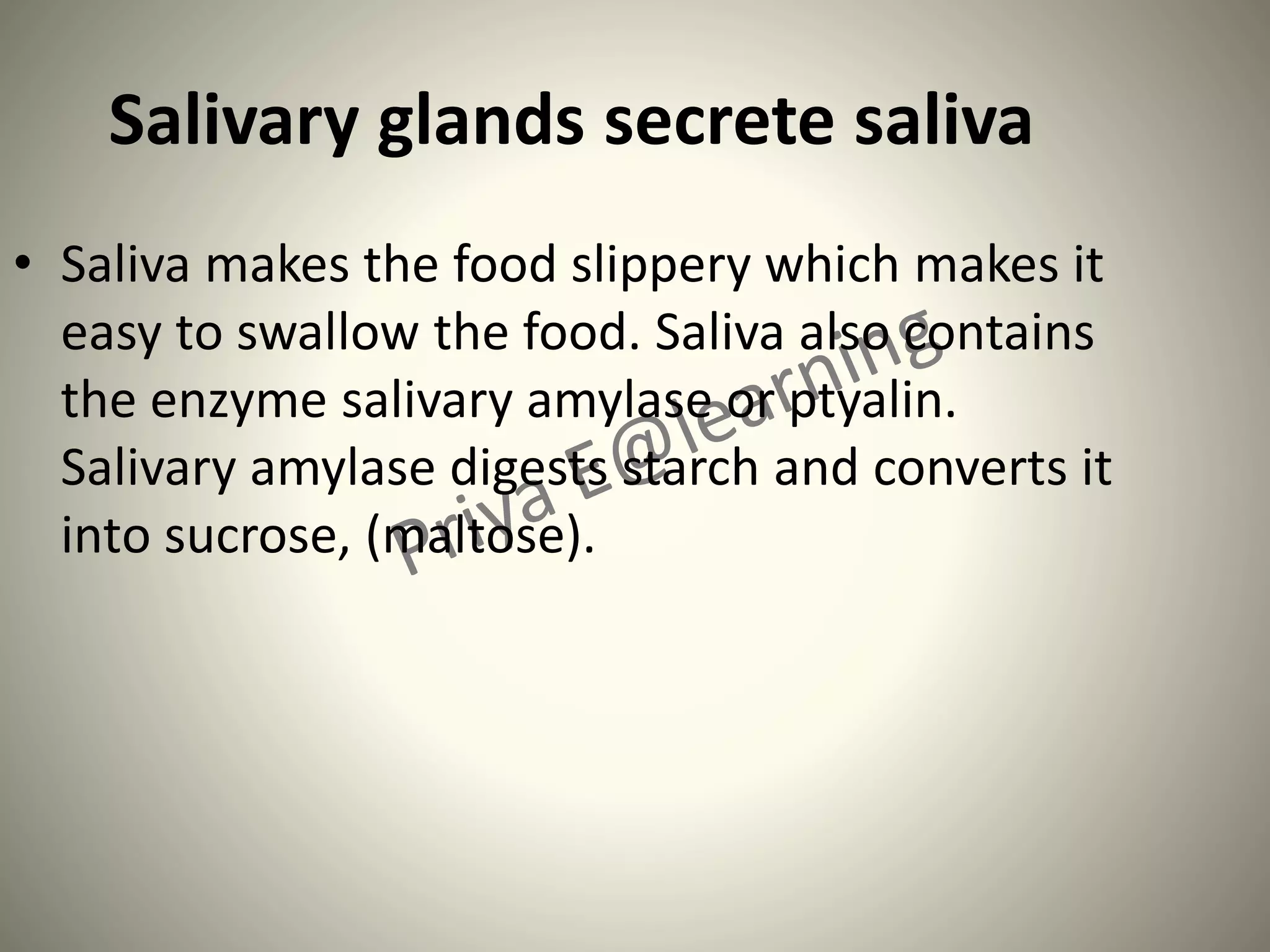 Salivary glands secrete saliva
• Saliva makes the food slippery which makes it
easy to swallow the food. Saliva also contains
the enzyme salivary amylase or ptyalin.
Salivary amylase digests starch and converts it
into sucrose, (maltose).
 