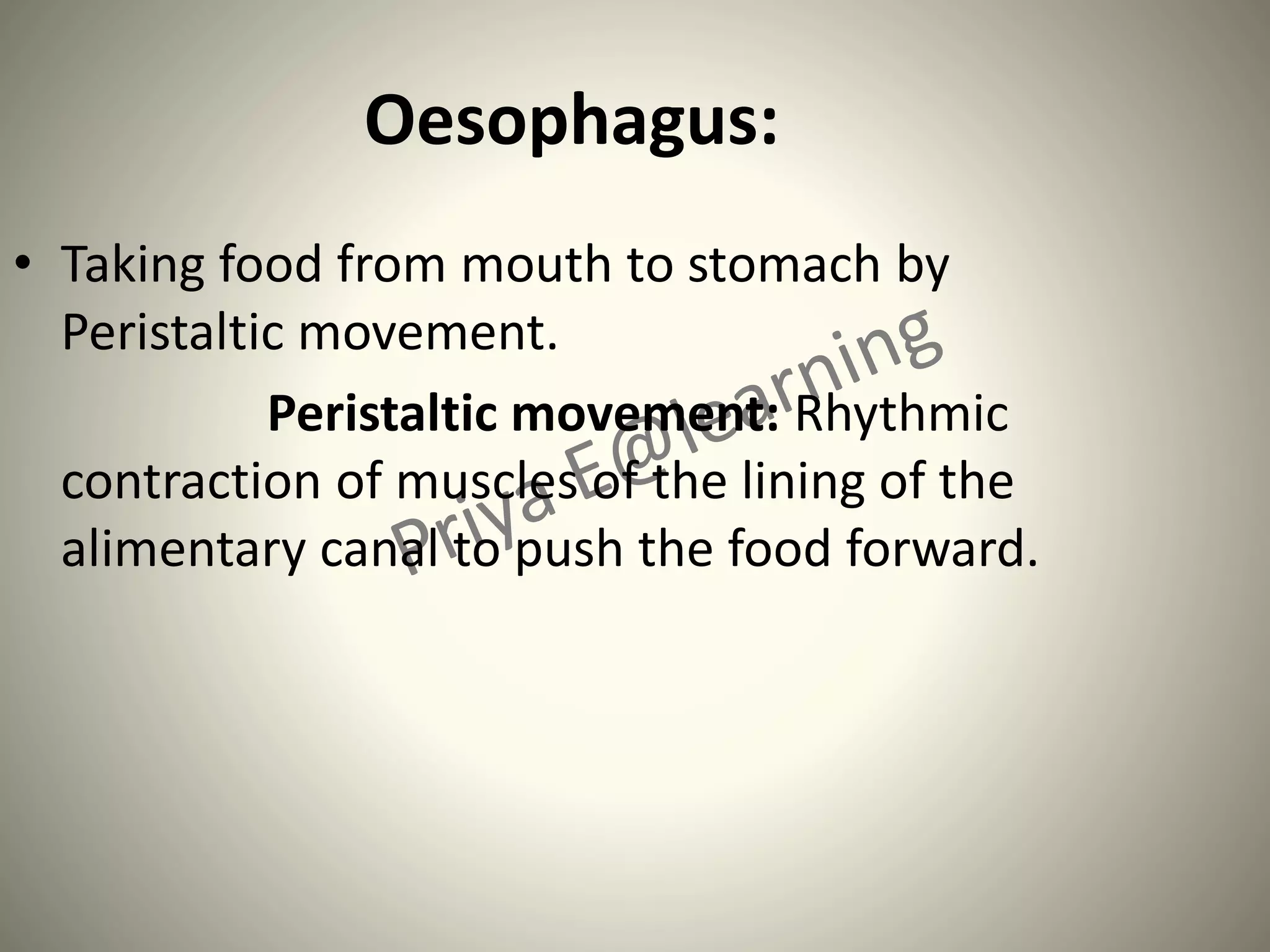 Oesophagus:
• Taking food from mouth to stomach by
Peristaltic movement.
Peristaltic movement: Rhythmic
contraction of muscles of the lining of the
alimentary canal to push the food forward.
 