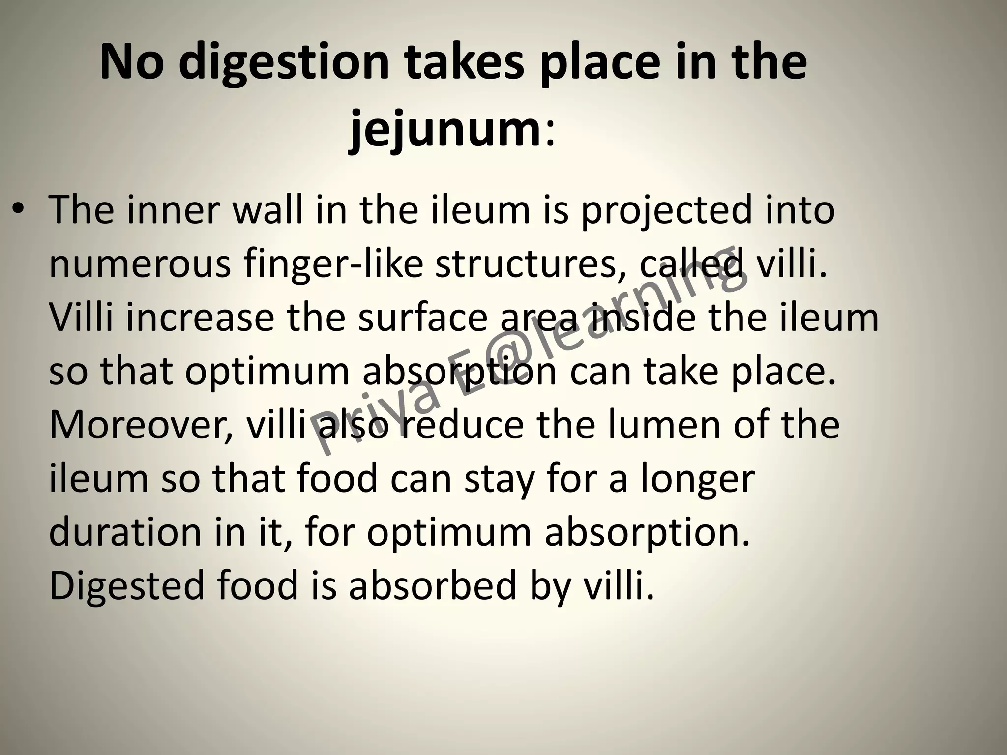 No digestion takes place in the
jejunum:
• The inner wall in the ileum is projected into
numerous finger-like structures, called villi.
Villi increase the surface area inside the ileum
so that optimum absorption can take place.
Moreover, villi also reduce the lumen of the
ileum so that food can stay for a longer
duration in it, for optimum absorption.
Digested food is absorbed by villi.
 