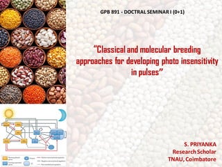 “Classical and molecular breeding
approaches for developing photo insensitivity
in pulses”
S. PRIYANKA
ResearchScholar
TNAU,Coimbatore
GPB 891 - DOCTRAL SEMINAR I (0+1)
 