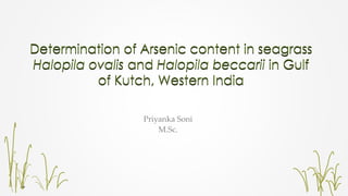 Determination of Arsenic content in seagrass
Halopila ovalis and Halopila beccarii in Gulf
of Kutch, Western India
Priyanka Soni
M.Sc.
 
