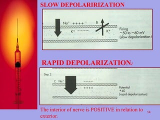 SLOW DEPOLARIRIZATION 
RAPID DEPOLARIZATION: 
The interior of nerve is POSITIVE in relation to 
exterior. 
14 
 