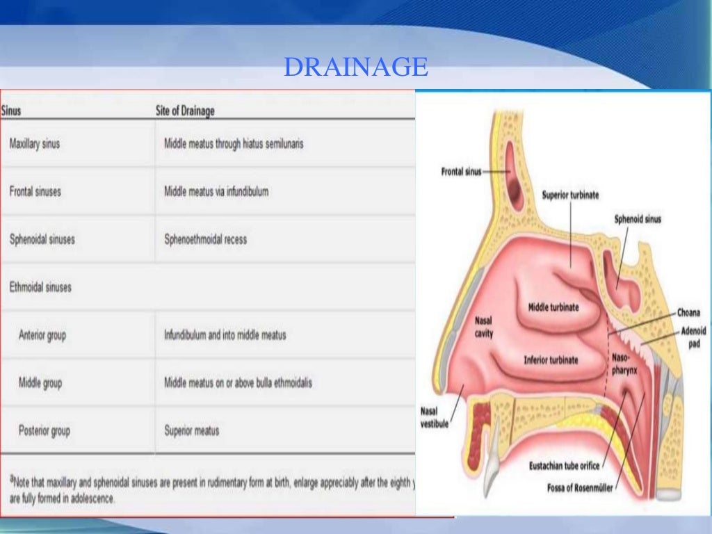 paranasal sinuses