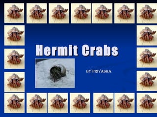 Hermit Crabs By Priyasha 