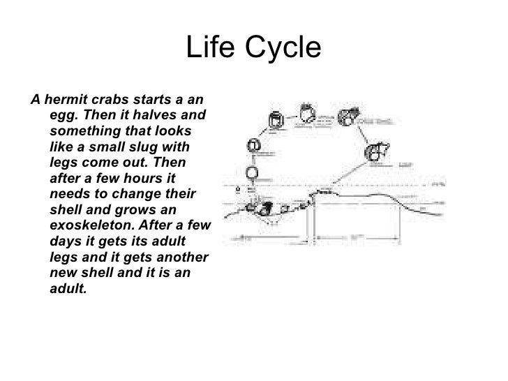 Priyasha Rocky Shores