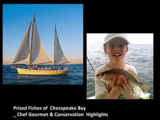 Prized Fishes of Chesapeake Bay
_ Chef Gourmet & Conservation Highlights
 
