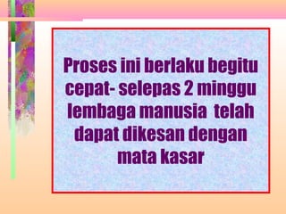 Proses ini berlaku begitu
cepat- selepas 2 minggu
lembaga manusia telah
 dapat dikesan dengan
       mata kasar
 