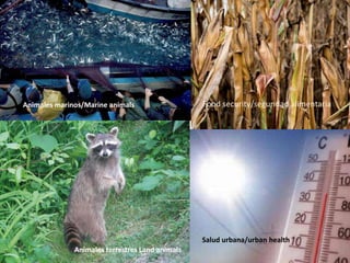 Food security/seguridad alimentaria
Salud urbana/urban health
Animales terrestres Land animals
Animales marinos/Marine animals
 