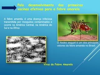Pelo desenvolvimento das primeiras
vacinas efetivas para a febre amarela
A febre amarela, é uma doença infeciosa
transmitida por mosquitos contaminados e
ocorre na América Central, na América do
Sul e na África
O Aedes aegypti é um dos principais
vetores da febre amarela no Brasil
Vírus da Febre Amarela
 
