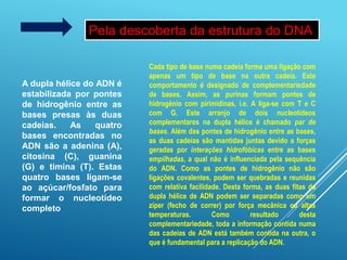 Pela descoberta da estrutura do DNA
A dupla hélice do ADN é
estabilizada por pontes
de hidrogênio entre as
bases presas às duas
cadeias. As quatro
bases encontradas no
ADN são a adenina (A),
citosina (C), guanina
(G) e timina (T). Estas
quatro bases ligam-se
ao açúcar/fosfato para
formar o nucleotídeo
completo
Cada tipo de base numa cadeia forma uma ligação com
apenas um tipo de base na outra cadeia. Este
comportamento é designado de complementariedade
de bases. Assim, as purinas formam pontes de
hidrogênio com pirimidinas, i.e. A liga-se com T e C
com G. Este arranjo de dois nucleotídeos
complementares na dupla hélice é chamado par de
bases. Além das pontes de hidrogênio entre as bases,
as duas cadeias são mantidas juntas devido a forças
geradas por interações hidrofóbicas entre as bases
empilhadas, a qual não é influenciada pela sequência
do ADN. Como as pontes de hidrogênio não são
ligações covalentes, podem ser quebradas e reunidas
com relativa facilidade. Desta forma, as duas fitas da
dupla hélice de ADN podem ser separadas como um
zíper (fecho de correr) por força mecânica ou altas
temperaturas. Como resultado desta
complementariedade, toda a informação contida numa
das cadeias de ADN está também contida na outra, o
que é fundamental para a replicação do ADN.
 