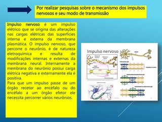 Por realizar pesquisas sobre o mecanismo dos impulsos
nervosos e seu modo de transmissão
Impulso nervoso é um impulso
elétrico que se origina das alterações
nas cargas elétricas das superfícies
interna e externa da membrana
plasmática. O impulso nervoso, que
percorre o neurônio, é de natureza
eletroquímica e resulta de
modificações internas e externas da
membrana neural. Internamente a
membrana do neurônio possui carga
elétrica negativa e externamente ela é
positiva.
Para que um impulso passe de um
órgão recetor ao encéfalo ou do
encéfalo a um órgão efetor ele
necessita percorrer vários neurônios.
 