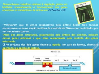 • Verificaram que os genes responsáveis pela síntese destas três enzimas
encontravam-se numa secção contínua da molécula de DNA e eram controlados por
um mecanismo comum.
•Além dos genes estruturais, responsáveis pela síntese das enzimas, existiam
outros genes próximos e que eram responsáveis pelo controlo dos genes
estruturais.
 Ao conjunto dos dois genes chama-se operão. No caso da lactose, chama-se
operão lac ou operão da lactose.
Desenvolveram trabalhos relativos à regulação génica em
bactérias, nomeadamente o funcionamento dos genes
envolvidos no metabolismo da lactose em Escherichia coli.
Genes estruturais
 