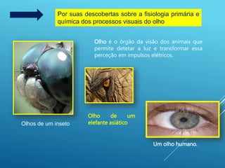 Por suas descobertas sobre a fisiologia primária e
química dos processos visuais do olho
Olho é o órgão da visão dos animais que
permite detetar a luz e transformar essa
perceção em impulsos elétricos.
Olhos de um inseto
Olho de um
elefante asiático
Um olho humano.
 
