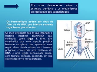 Por suas descobertas sobre a
estrutura genética e os mecanismos
de replicação dos bacteriófagos
Os bacteriófagos podem ser vírus de
DNA ou de RNA que infetam somente
organismos procariontes.
Os mais estudados são os que infectam a
bactéria intestinal Escherichia coli,
conhecida como fagos T. Estes são
constituídos por uma cápsula protéica
bastante complexa, que apresenta uma
região denominada cabeça, com formato
poligonal, envolvendo uma molécula de
DNA, e uma região denominada cauda,
com formato cilíndrico, contendo, em sua
extremidade livre, fibras protéicas.
 