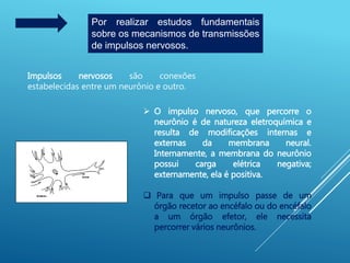 Por realizar estudos fundamentais
sobre os mecanismos de transmissões
de impulsos nervosos.
Impulsos nervosos são conexões
estabelecidas entre um neurônio e outro.
 O impulso nervoso, que percorre o
neurônio é de natureza eletroquímica e
resulta de modificações internas e
externas da membrana neural.
Internamente, a membrana do neurônio
possui carga elétrica negativa;
externamente, ela é positiva.
 Para que um impulso passe de um
órgão recetor ao encéfalo ou do encéfalo
a um órgão efetor, ele necessita
percorrer vários neurônios.
 