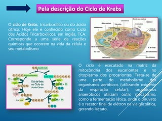 Pela descrição do Ciclo de Krebs
O ciclo de Krebs, tricarboxílico ou do ácido
cítrico. Hoje ele é conhecido como Ciclo
dos Ácidos Tricarboxílicos, em inglês, TCA.
Corresponde a uma série de reações
químicas que ocorrem na vida da célula e
seu metabolismo
O ciclo é executado na matriz da
mitocôndria dos eucariontes e no
citoplasma dos procariontes. Trata-se de
uma parte do metabolismo dos
organismos aeróbicos (utilizando oxigênio
da respiração celular); organismos
anaeróbicos utilizam outro mecanismo,
como a fermentação lática, onde o piruvato
é o recetor final de elétron na via glicolítica,
gerando lactato.
 