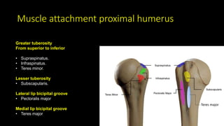 Muscle attachment proximal humerus
Greater tuberosity
From superior to inferior
• Supraspinatus.
• Infraspinatus.
• Teres minor.
Lesser tuberosity
• Subscapularis.
Lateral lip bicipital groove
• Pectoralis major
Medial lip bicipital groove
• Teres major
Teres major
 