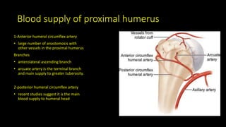 Blood supply of proximal humerus
1-Anterior humeral circumflex artery
• large number of anastomosis with
other vessels in the proximal humerus
Branches
• anterolateral ascending branch
• arcuate artery is the terminal branch
and main supply to greater tuberosity.
2-posterior humeral circumflex artery
• recent studies suggest it is the main
blood supply to humeral head
 