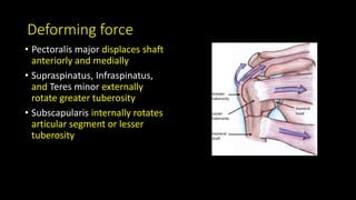 Deforming force
• Pectoralis major displaces shaft
anteriorly and medially
• Supraspinatus, Infraspinatus,
and Teres minor externally
rotate greater tuberosity
• Subscapularis internally rotates
articular segment or lesser
tuberosity
 