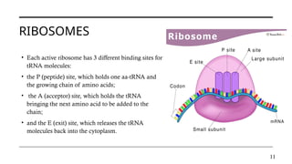PROTEIN BIOSYNTHESIS, central dogma ,transcription,translation.pptx