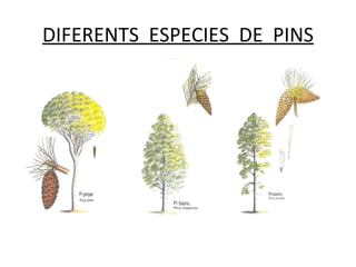 DIFERENTS  ESPECIES  DE  PINS 