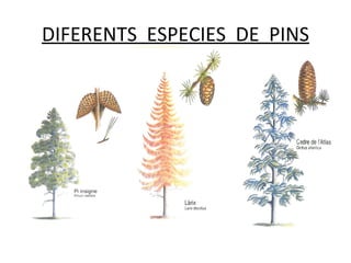 DIFERENTS ESPECIES DE PINS