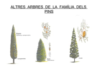 ALTRES ARBRES DE LA FAMÍLIA DELS PINS